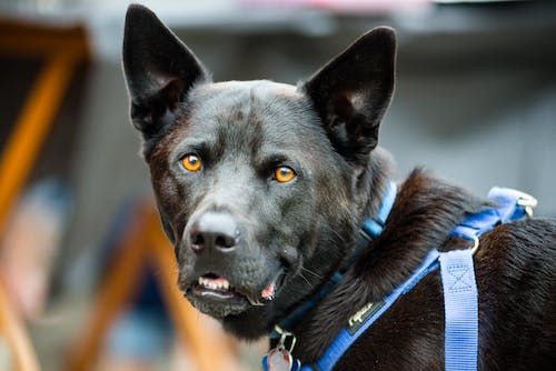 Police Dog Breeds