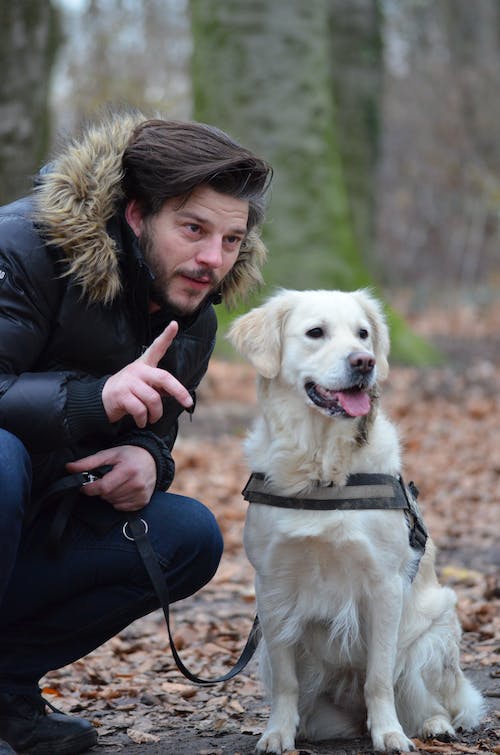 The Basics of Dog Training