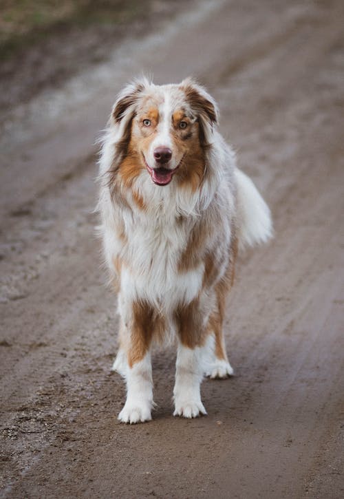 The Best Way to Clean Up Dog Hair
