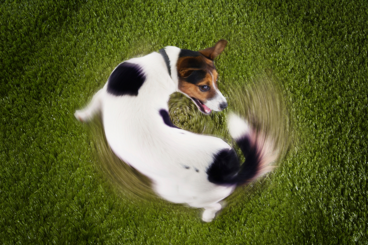 The Ultimate Guide to Understanding Your Dog’s Body Language: What Every Tail Wag Really Means