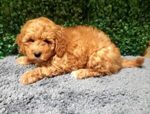 Mini Goldendoodle Puppy