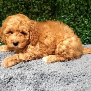 Mini Goldendoodle