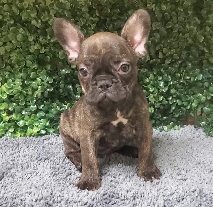 Bridget - French Bulldog - Image 1