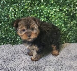 Yorkshire Terrier Puppy
