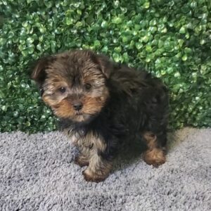 Yorkie