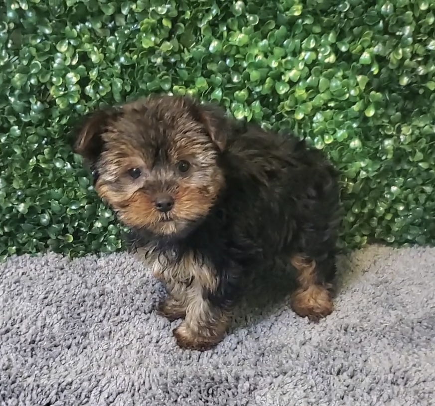 Remi - Yorkshire Terrier - Image 1