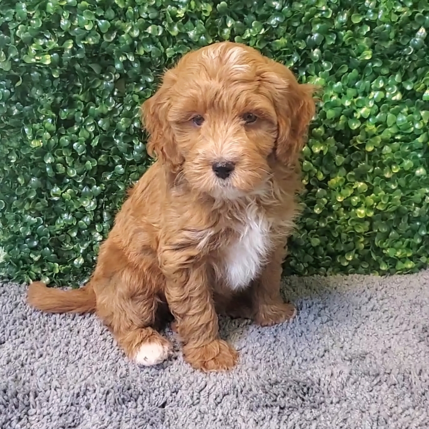 Rocco - Mini Goldendoodle - Image 1