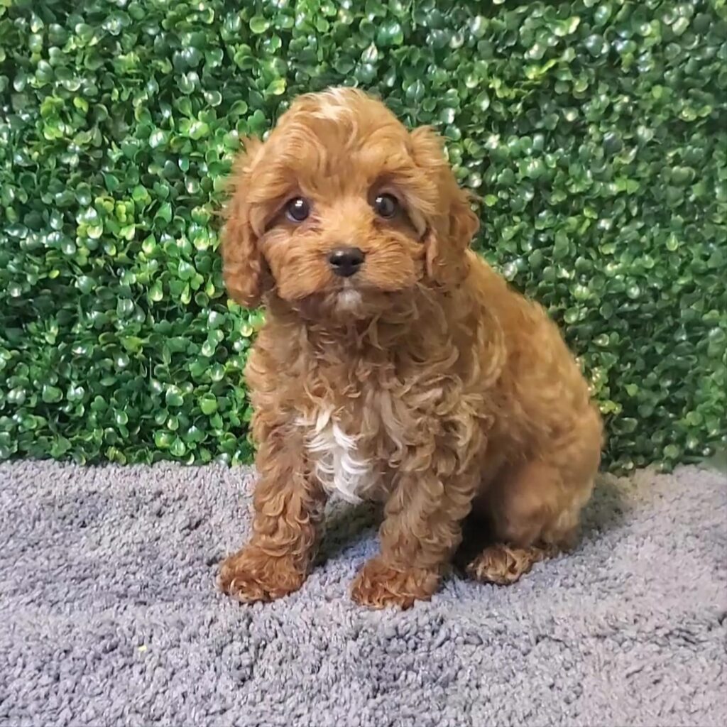 Bolt - CavaPoo - Image 1