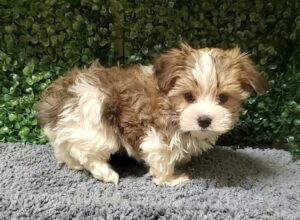 Morkie Puppy