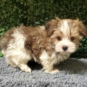 Morkie