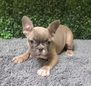 French Bulldog Puppy