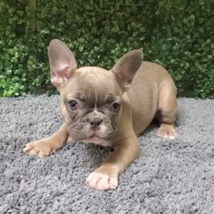 French Bulldog