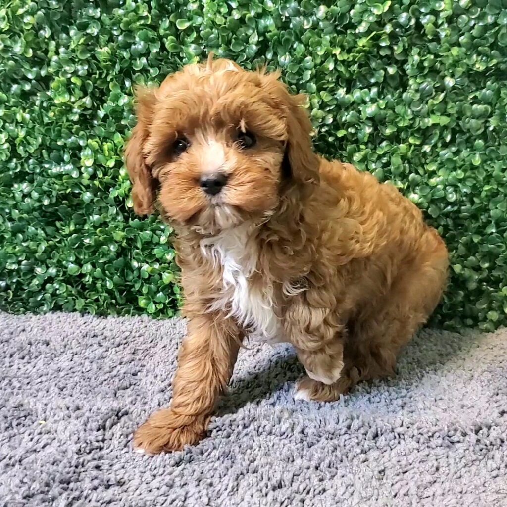 Chester - CavaPoo - Image 1