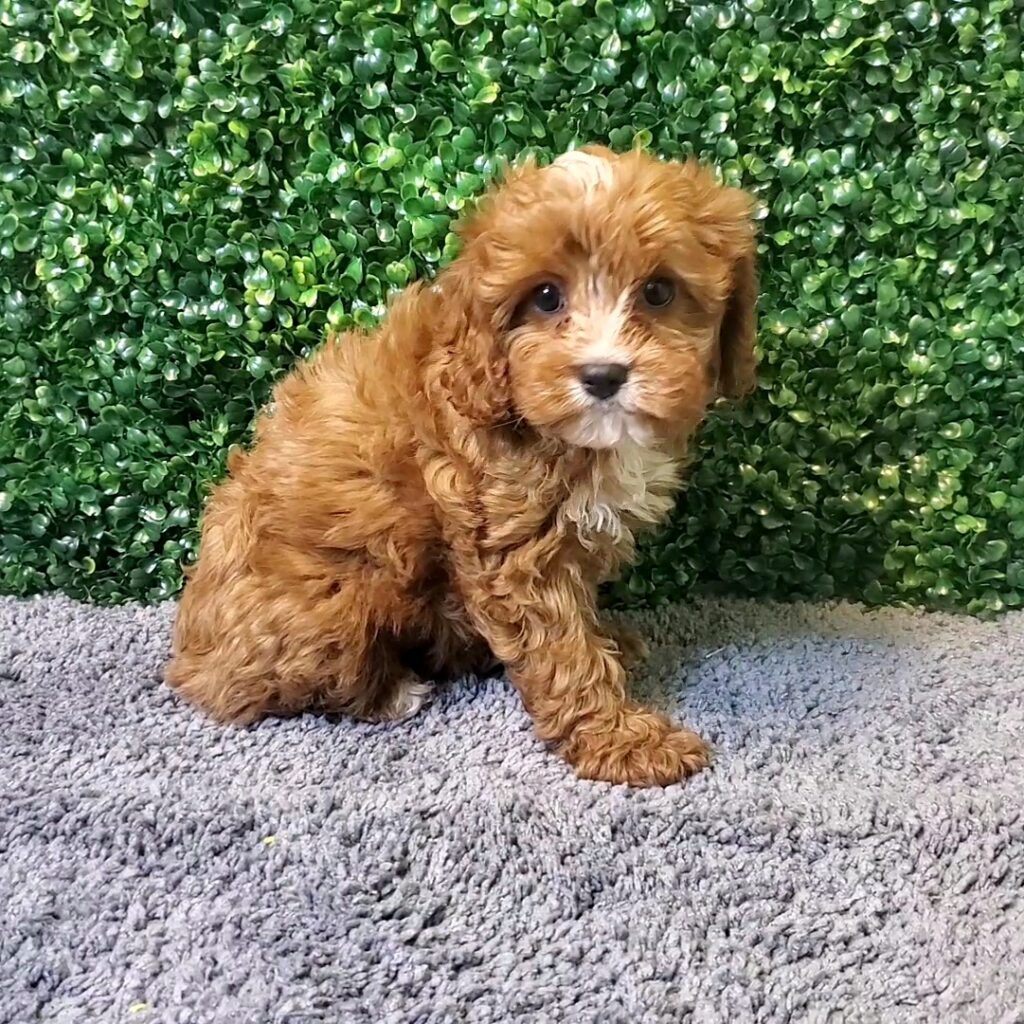 Zarina - CavaPoo - Image 1