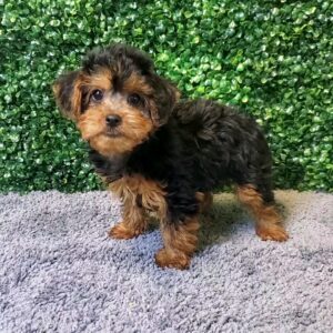 Yorkie Poo Puppy