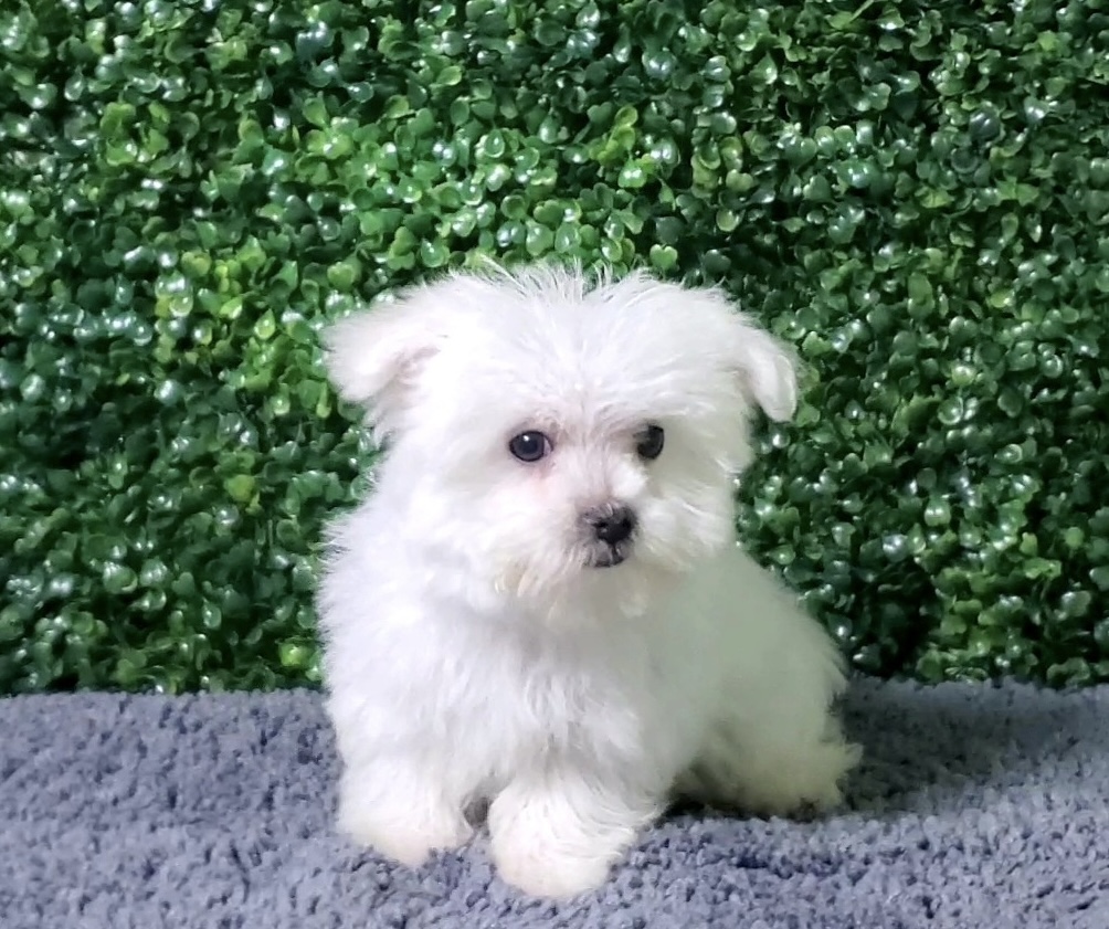 Surf - Teacup Maltese - Image 2