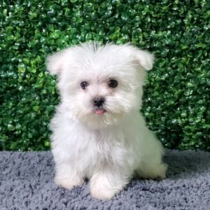 Teacup Maltese Puppy