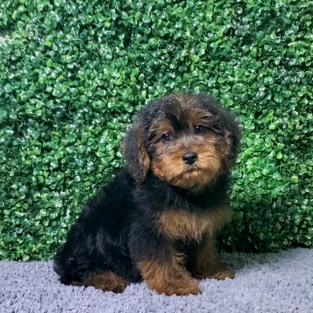 Bishop - Yorkie Poo - Image 1