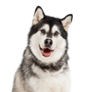 Oklahoma Puppy Cottage Alaskan Malamute