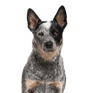 Oklahoma Puppy Cottage Australian Cattle Dog