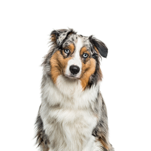 Oklahoma Puppy Cottage Australian Shepherd