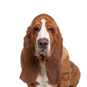 Oklahoma Puppy Cottage Basset Hound