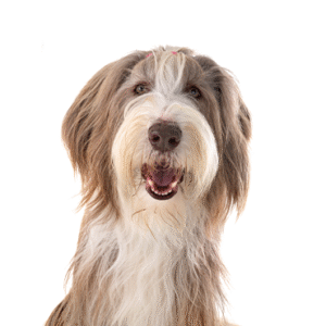 Oklahoma Puppy Cottage Bearded Collie