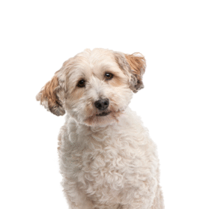 Oklahoma Puppy Cottage Bichon Poo