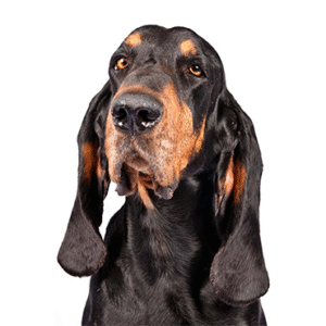 Oklahoma Puppy Cottage Black and Tan Coonhound