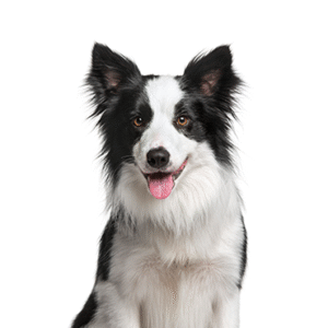 Oklahoma Puppy Cottage Border Collie