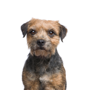 Oklahoma Puppy Cottage Border Terrier
