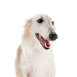 Oklahoma Puppy Cottage Borzoi