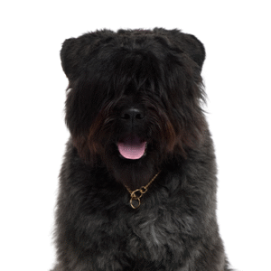 Oklahoma Puppy Cottage Bouvier des Flandres
