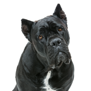 Oklahoma Puppy Cottage Cane Corso