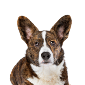 Oklahoma Puppy Cottage Cardigan Welsh Corgi
