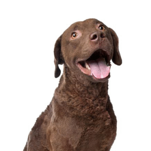 Oklahoma Puppy Cottage Chesapeake Bay Retriever