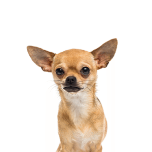 Oklahoma Puppy Cottage Chihuahua