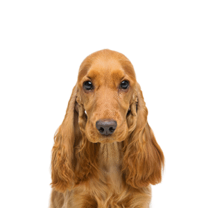Oklahoma Puppy Cottage Cocker Spaniel