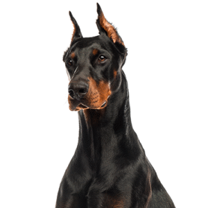 Oklahoma Puppy Cottage Doberman Pinscher