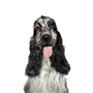 Oklahoma Puppy Cottage English Cocker Spaniel