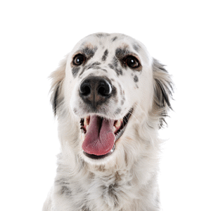 Oklahoma Puppy Cottage English Setter