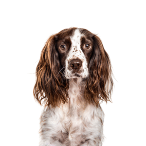 Oklahoma Puppy Cottage English Springer Spaniel