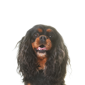 Oklahoma Puppy Cottage English Toy Spaniel