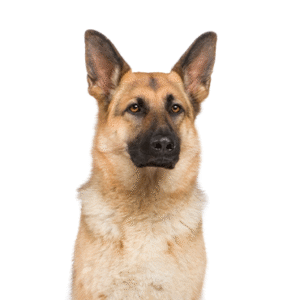 Oklahoma Puppy Cottage German Shepherd