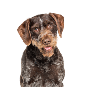 Oklahoma Puppy Cottage German Wirehaired Pointer