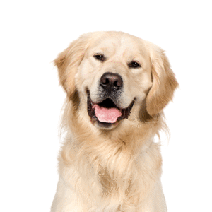 Oklahoma Puppy Cottage Golden Retriever