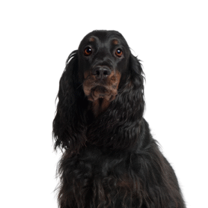 Oklahoma Puppy Cottage Gordon Setter