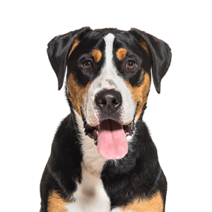 Oklahoma Puppy Cottage Great Swiss Mountain Dog