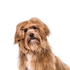 Oklahoma Puppy Cottage Havanese