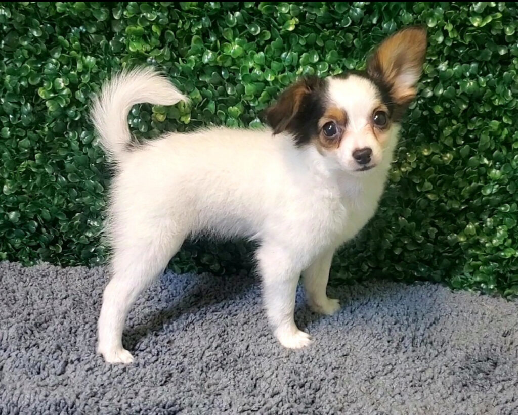 Baylee - Papillon - Image 1